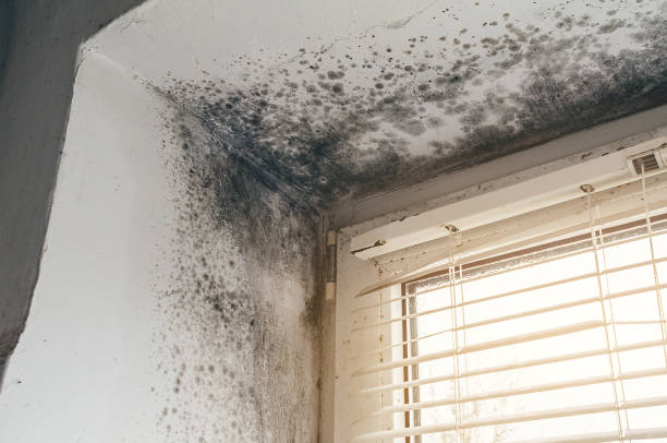Affordable Mold Removal solutions in Maplewood, NJ
